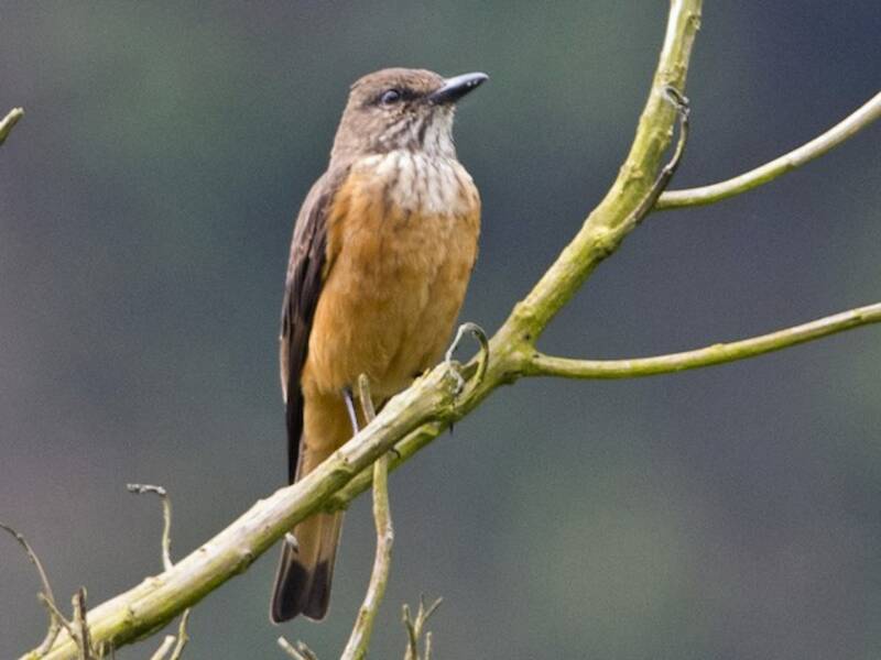 Streak-throated Bush-Tyrant, Photos 2