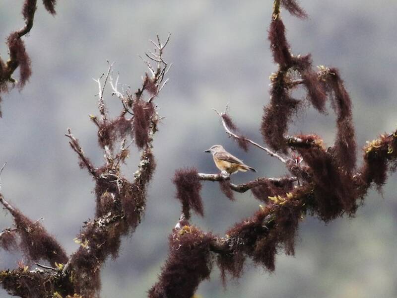 Streak-throated Bush-Tyrant, Photos 4