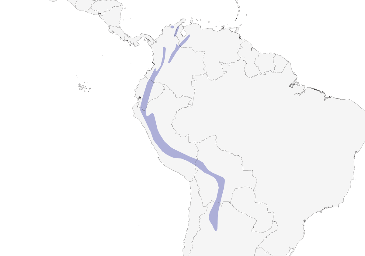 Streak-throated Bush-Tyrant, Distribution 1