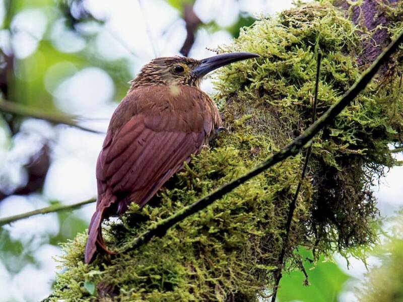 Strong-billed Woodcreeper (Xiphocolaptes promeropirhynchus)