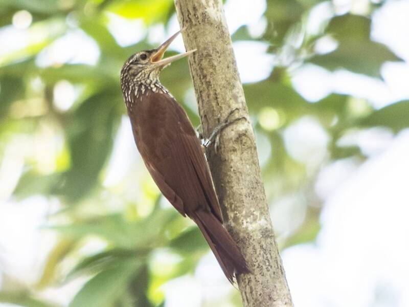 Straight-billed Woodcreeper, 照片 4