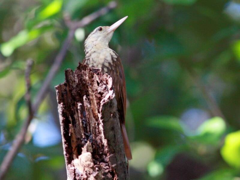 Straight-billed Woodcreeper, 照片 3