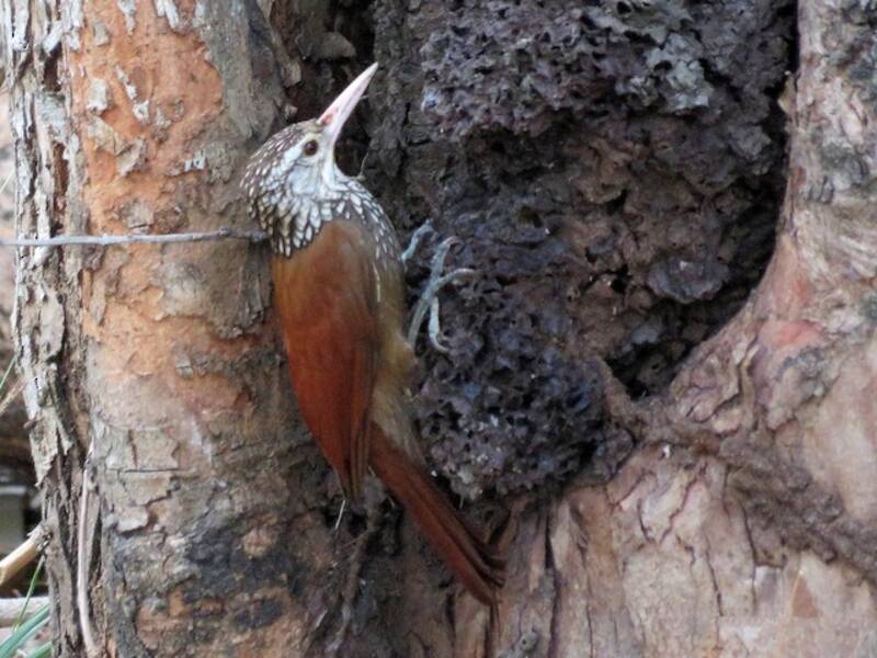 Straight-billed Woodcreeper, 照片 2