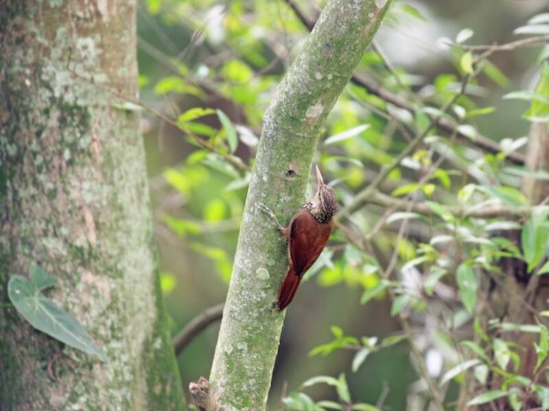 Straight-billed Woodcreeper (Dendroplex picus)