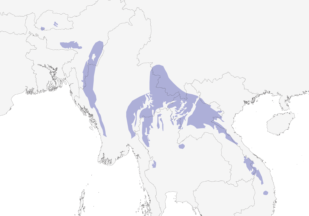 Picchio pettostriato, Distribuzione 1
