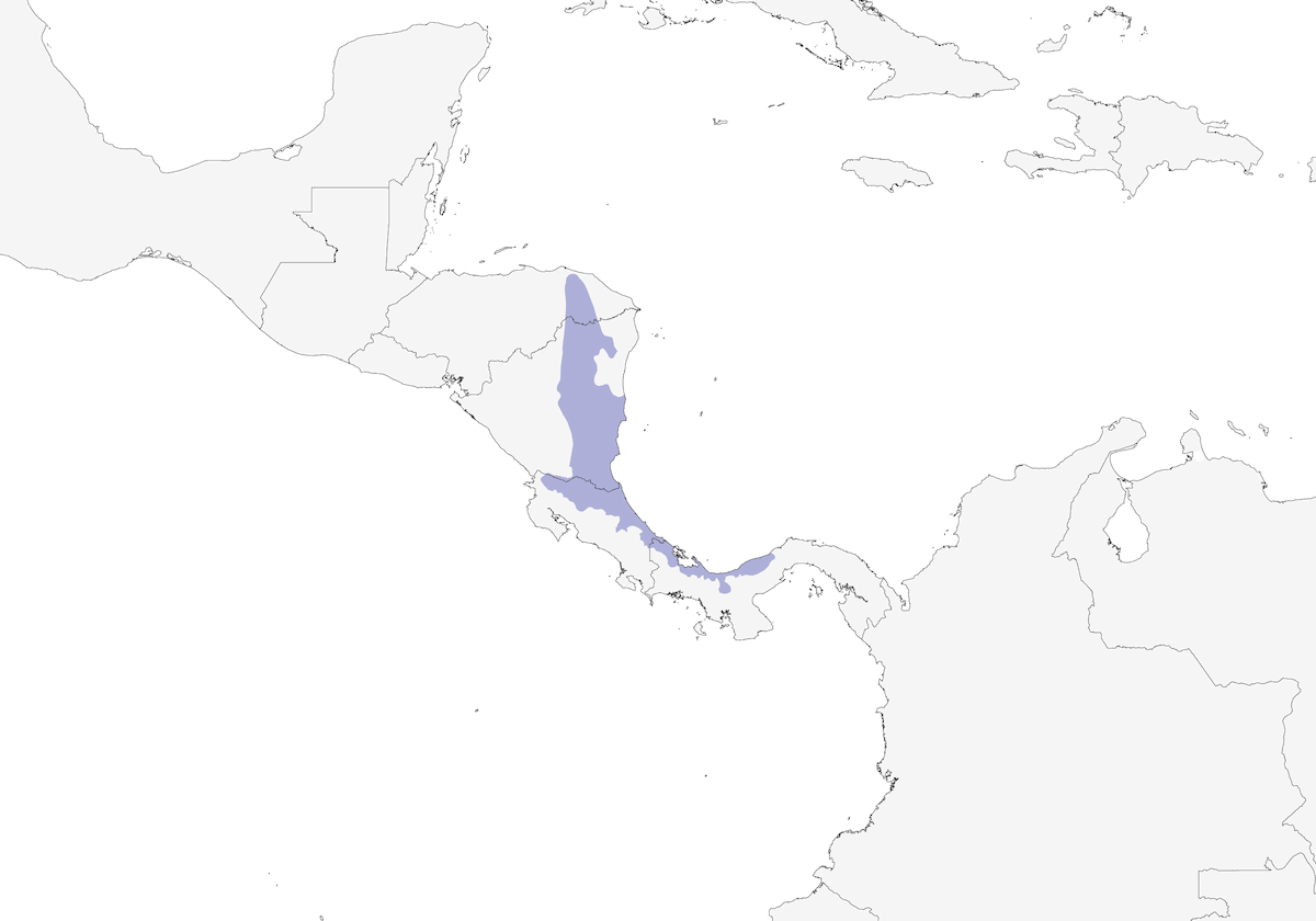 Troglodyte strié, Distribution 1