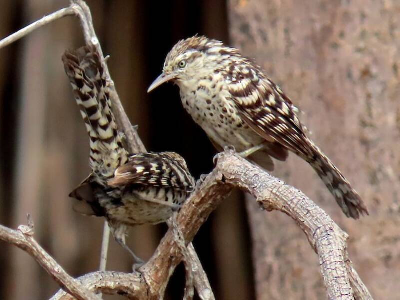 Troglodyte rayé