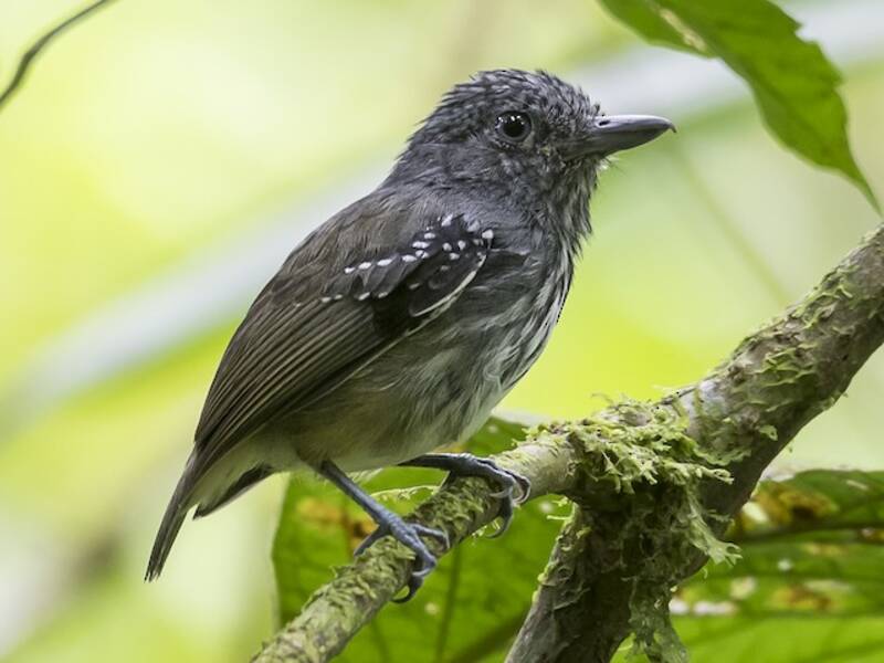 Streifenstirn-Ameisenvireo