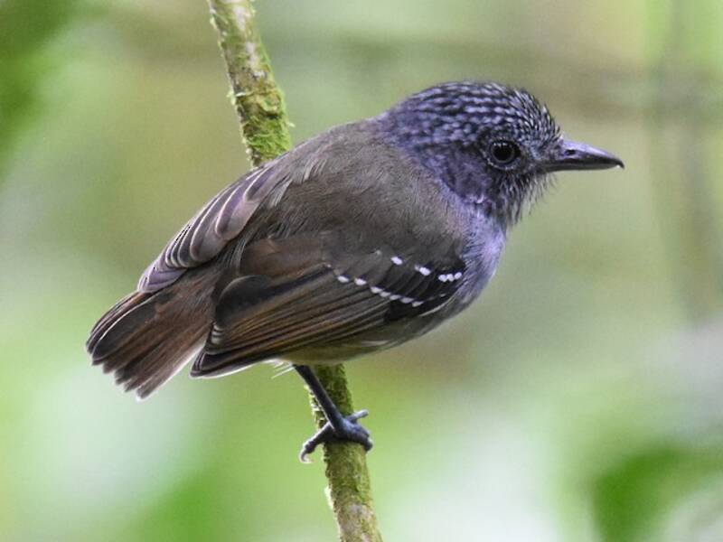 Streifenstirn-Ameisenvireo, Fotos 3