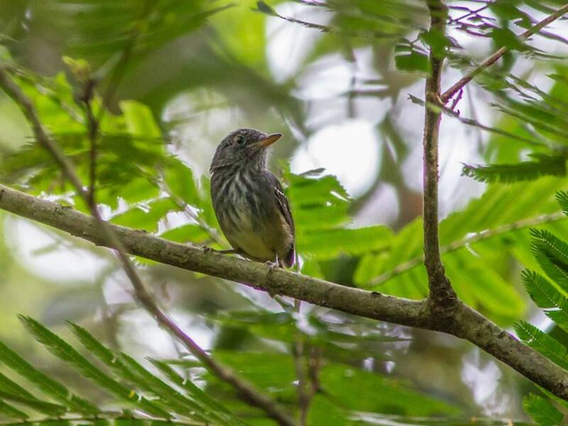 Streifenstirn-Ameisenvireo, Fotos 4