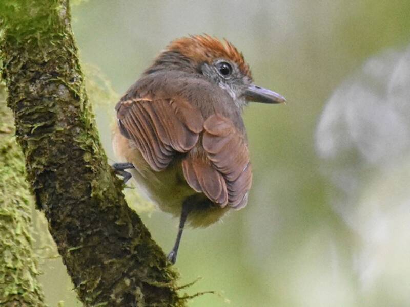 Streifenstirn-Ameisenvireo, Fotos 2