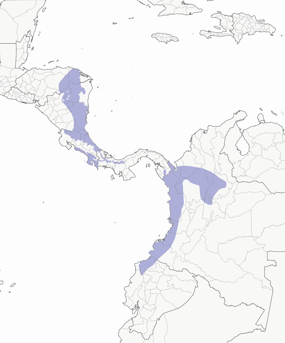 Pittasoma dal petto striato, Distribuzione 1