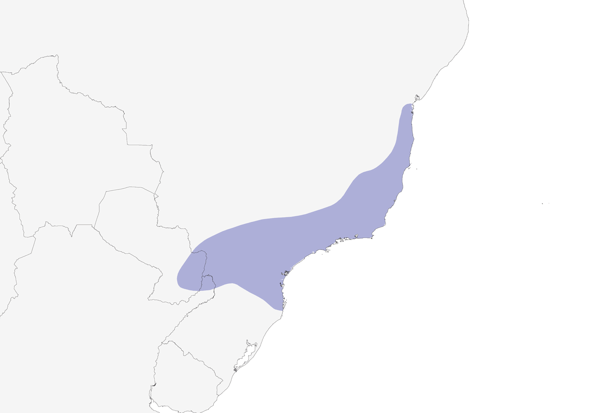 Grisin strié, Distribution 1
