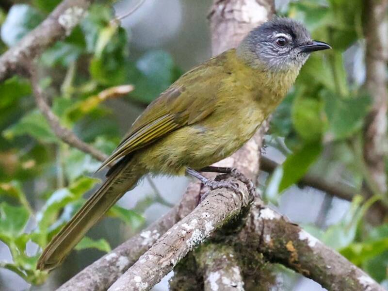 Stripe-cheeked Greenbul