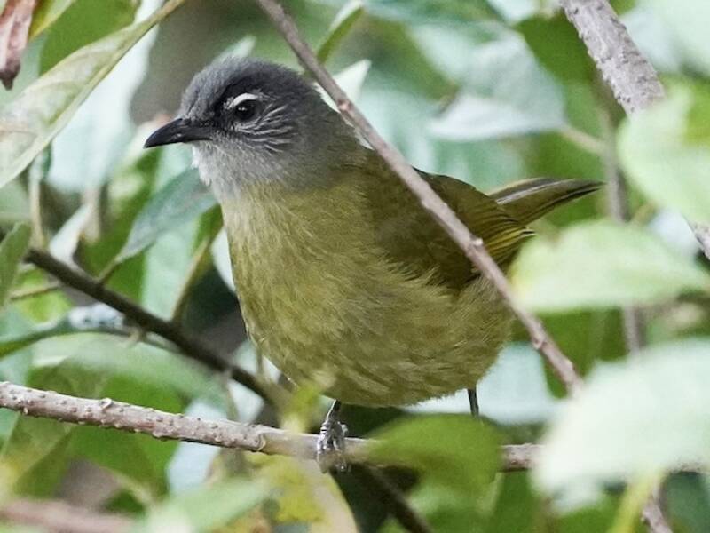 Bulbul à joues striées, Photos 3