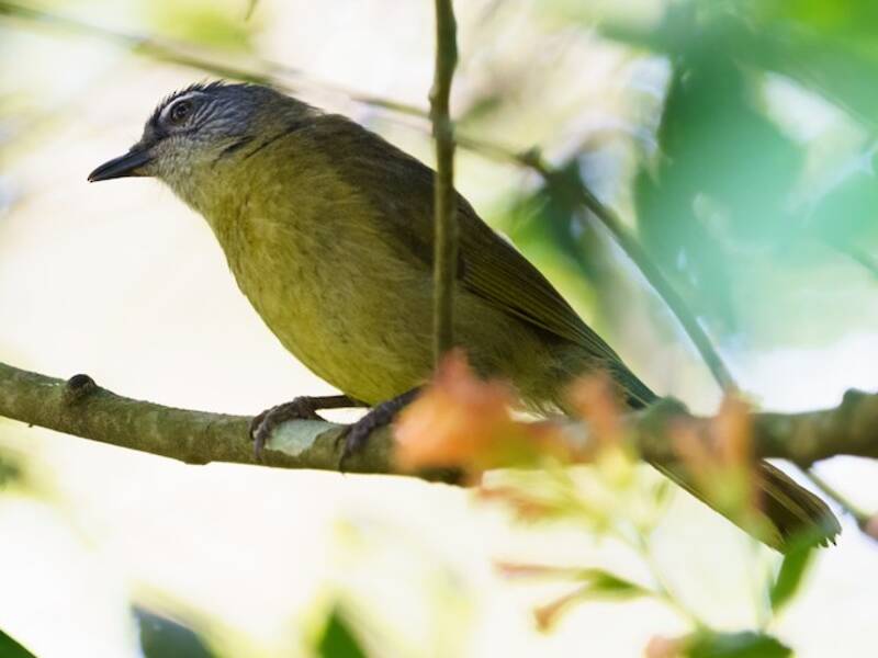 Bulbul à joues striées, Photos 2