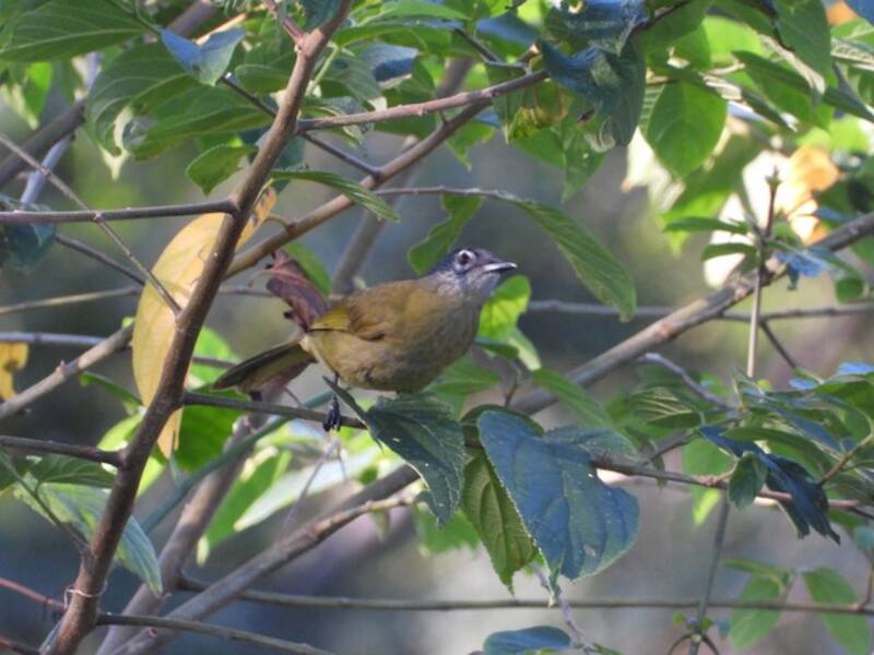 Bulbul à joues striées, Photos 4