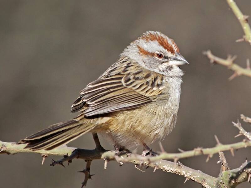 Chaco Sparrow, Photos 3
