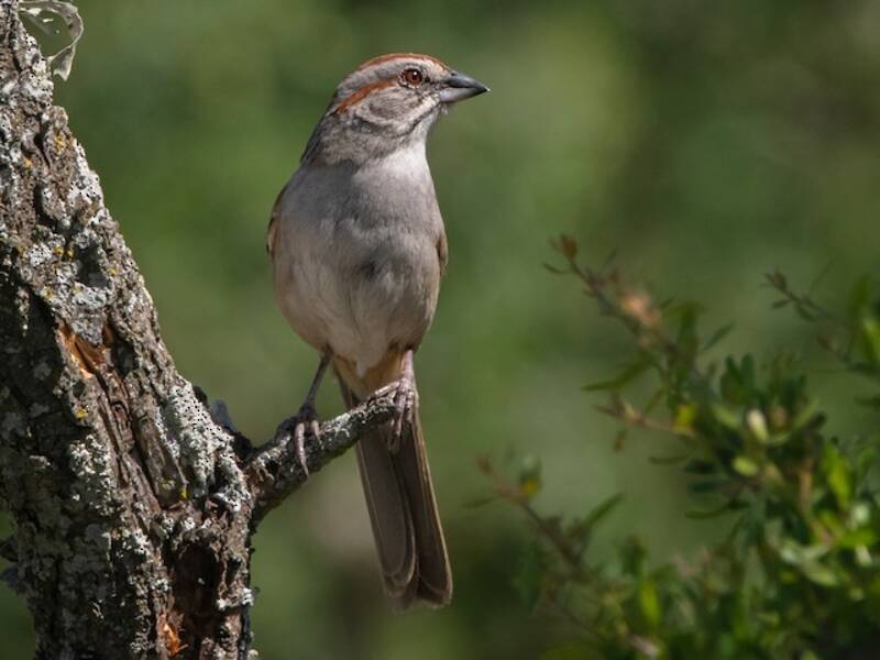 Chaco Sparrow, Photos 2