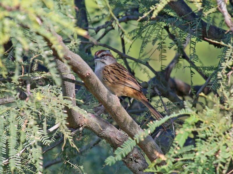 Chaco Sparrow, Photos 4