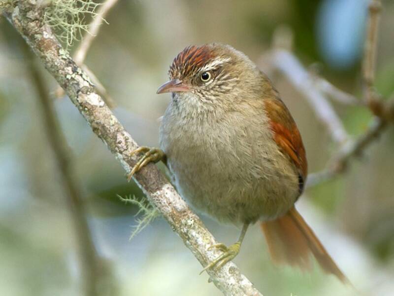 Streak-capped Spinetail, 照片 4