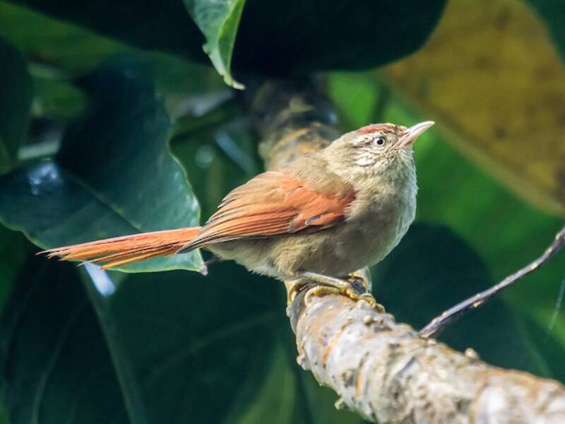 Streak-capped Spinetail, 照片 3