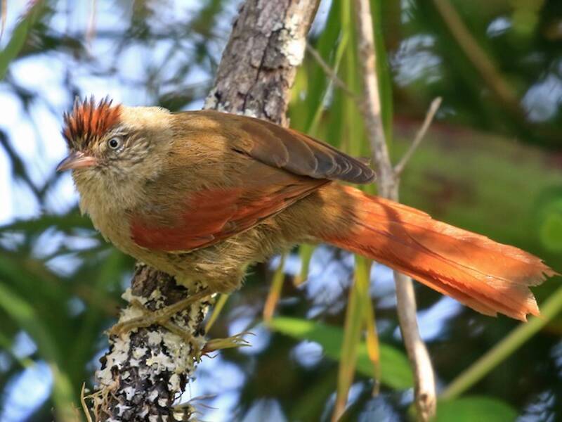 Streak-capped Spinetail, 照片 2