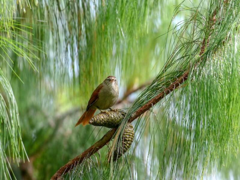 Streak-capped Spinetail