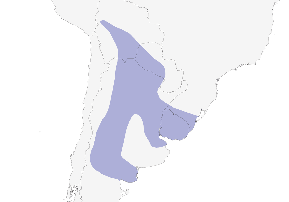 Codaspinosa corona-striata, Distribuzione 1