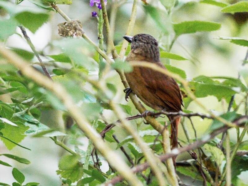 Cerchiatore di alberi dalla calotta striata, Foto 4
