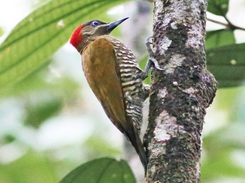 Stripe-cheeked Woodpecker, 照片 3