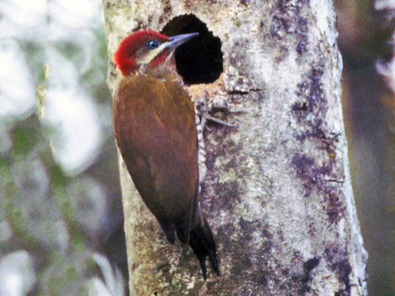 Stripe-cheeked Woodpecker, 照片 4
