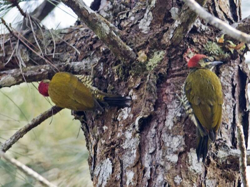 Stripe-cheeked Woodpecker, 照片 2