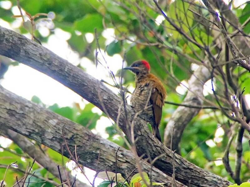 Stripe-cheeked Woodpecker