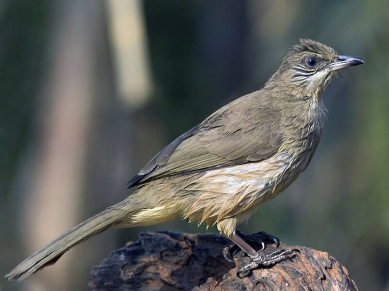 Streak-eared Bulbul, Photos 4