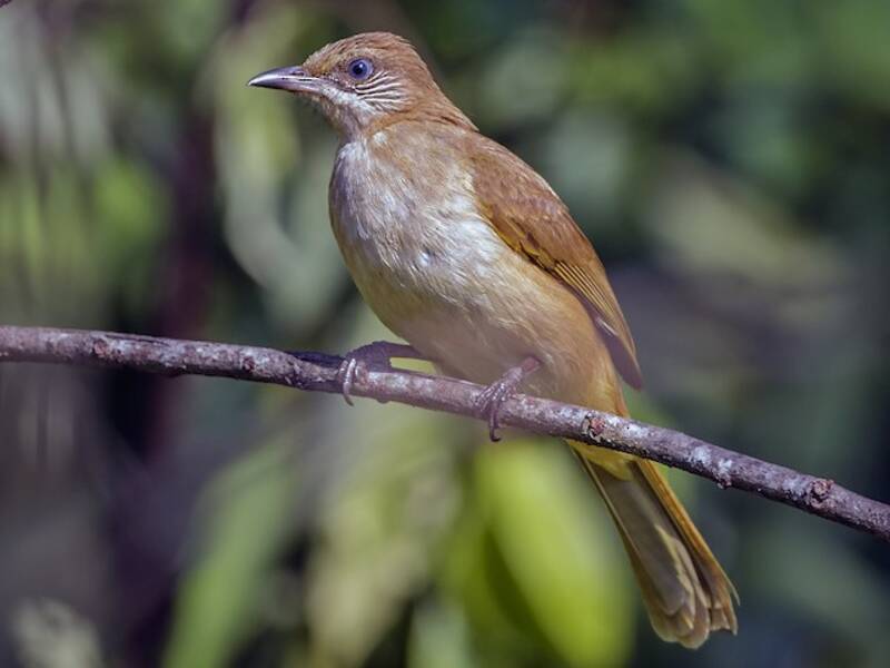 Streak-eared Bulbul, Photos 3