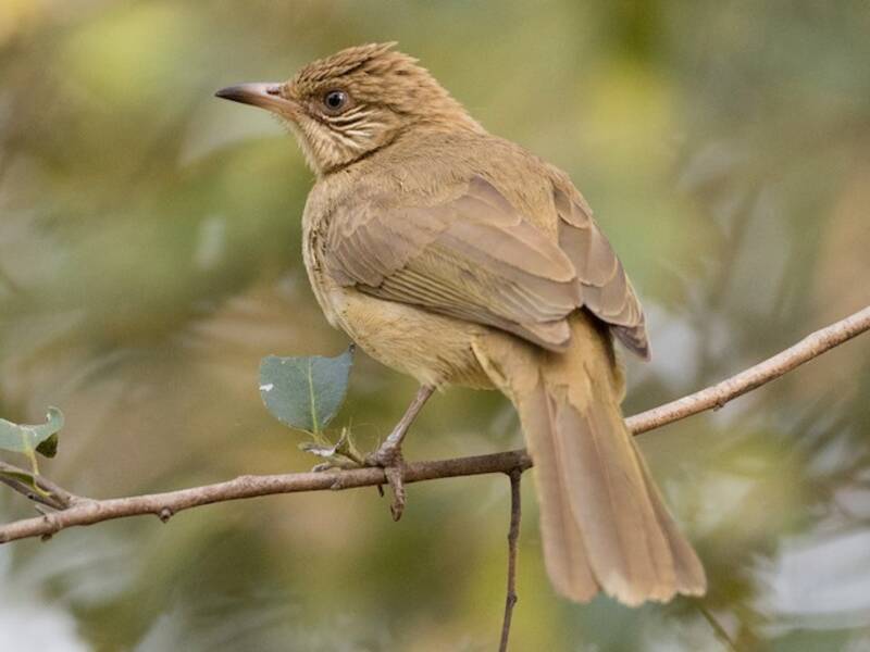 Streak-eared Bulbul, Photos 2