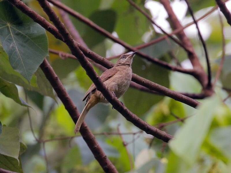 Bulbul Orejirrayado