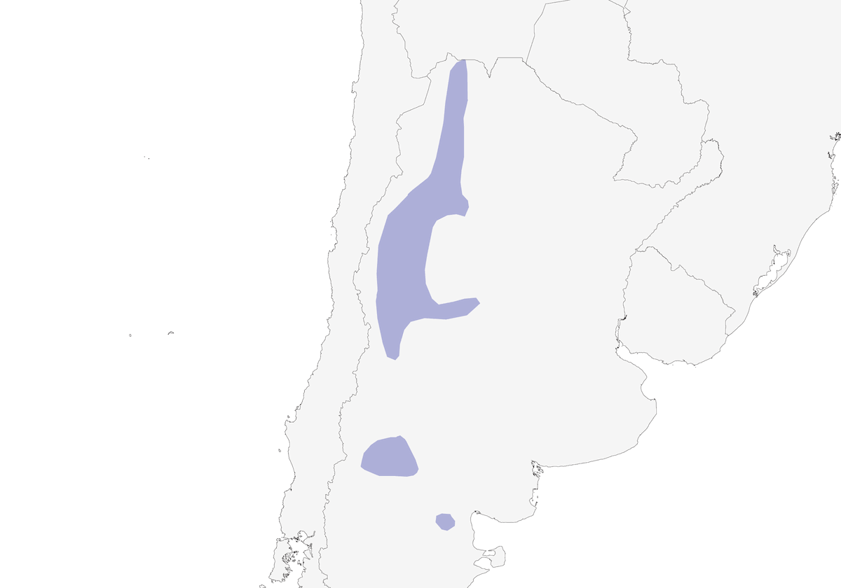 Canastero de Steinbach, Distribución 1
