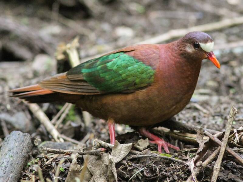 Stephan's Dove, Photos 4