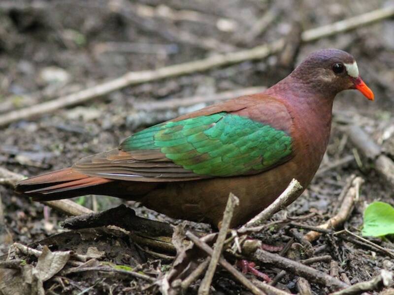 Stephan's Dove, Photos 3