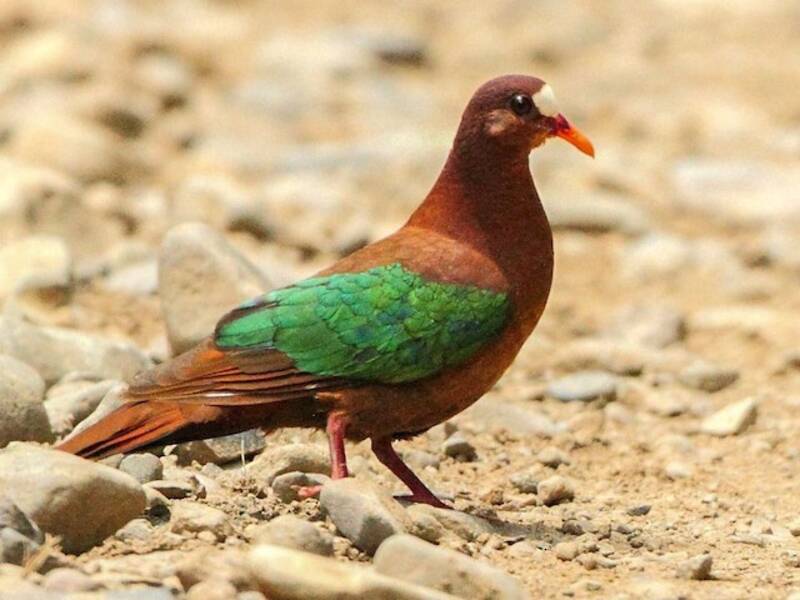 Stephan's Dove, Photos 2
