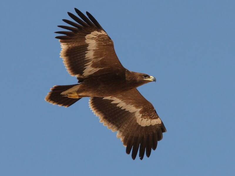 Aquila delle steppe