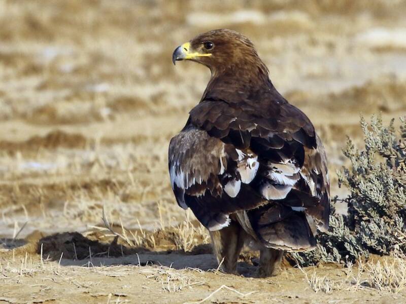 Steppenadler, Fotos 3