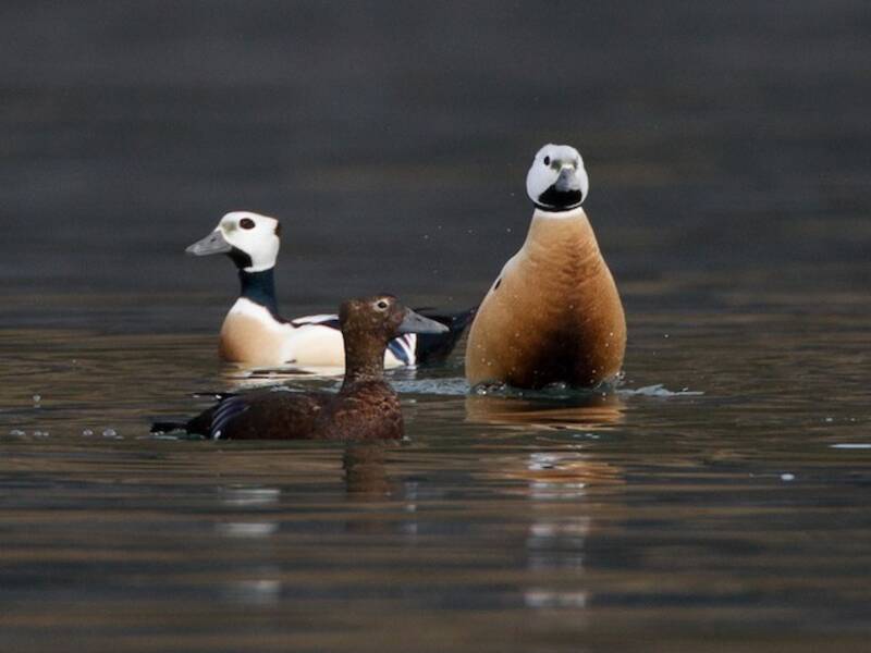 Steller's Eider (Polysticta stelleri)