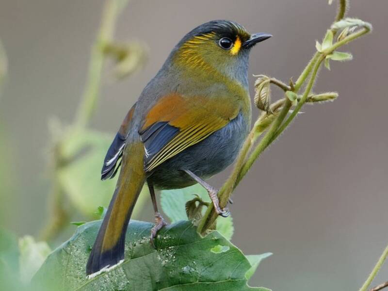 Liocichla de Taiwán