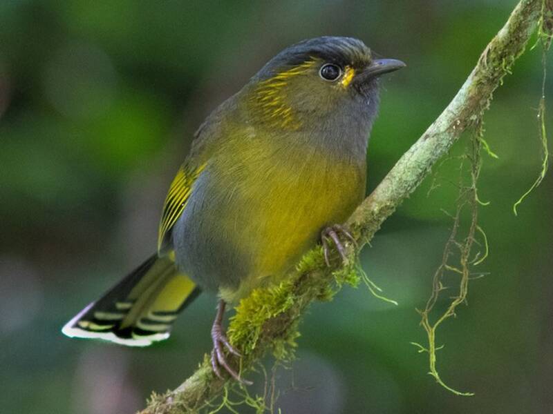 Liocichla di Taiwan, Foto 2