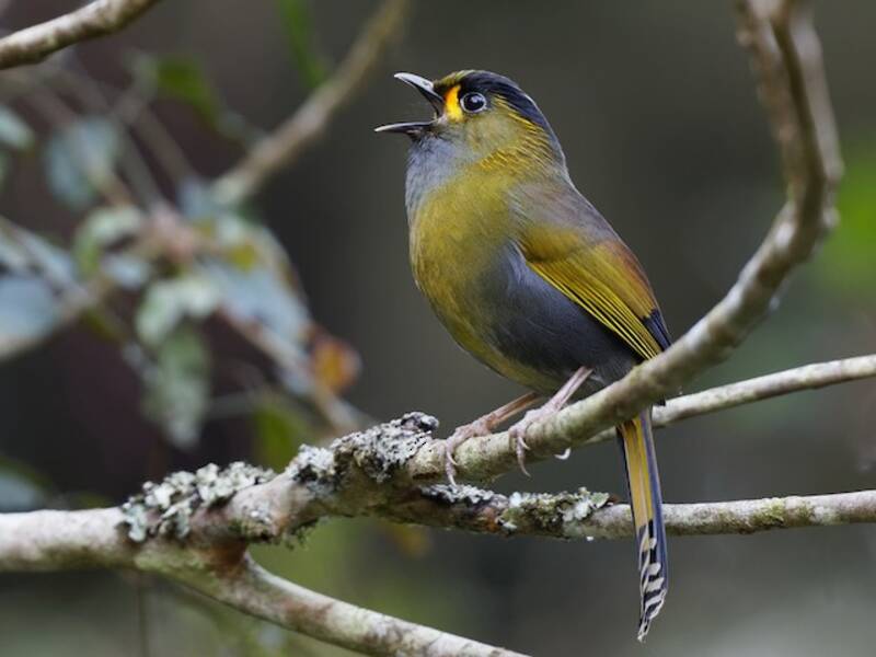 Liocichla di Taiwan, Foto 3