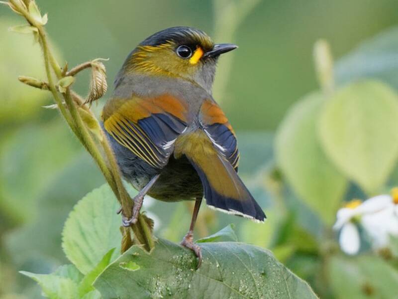 Liocichla di Taiwan, Foto 4