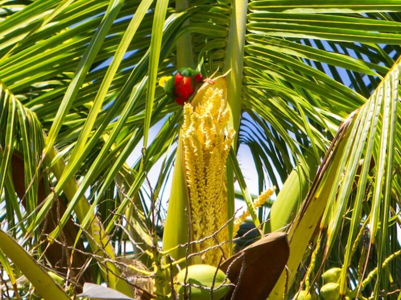 Stephen's Lorikeet